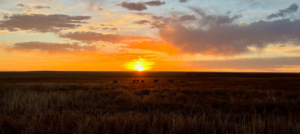 Mule Deer | October&nbsp;2022