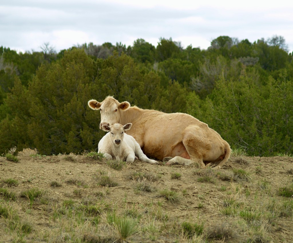 Animals in Pastures East of Trinidad | 13 May,&nbsp;2023