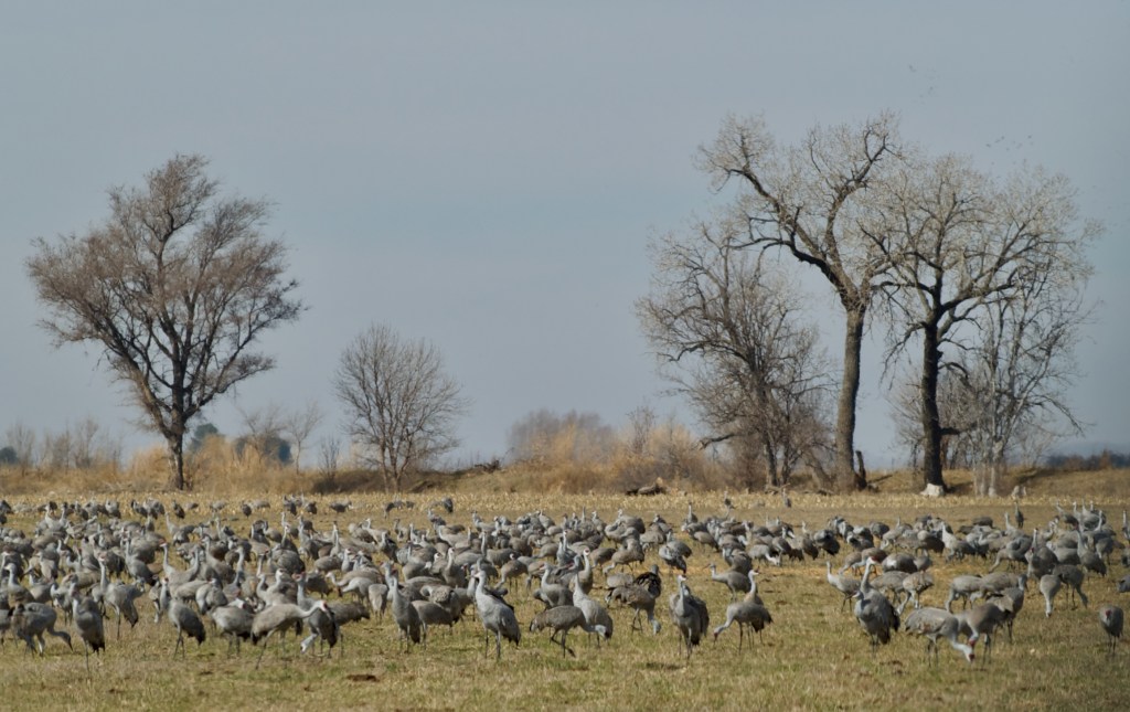 Sandhill Crane Migration near Hershey, Nebraska | 2 March,&nbsp;2024