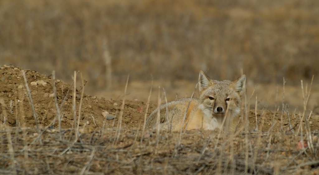 Swift Fox | 6 March,&nbsp;2024