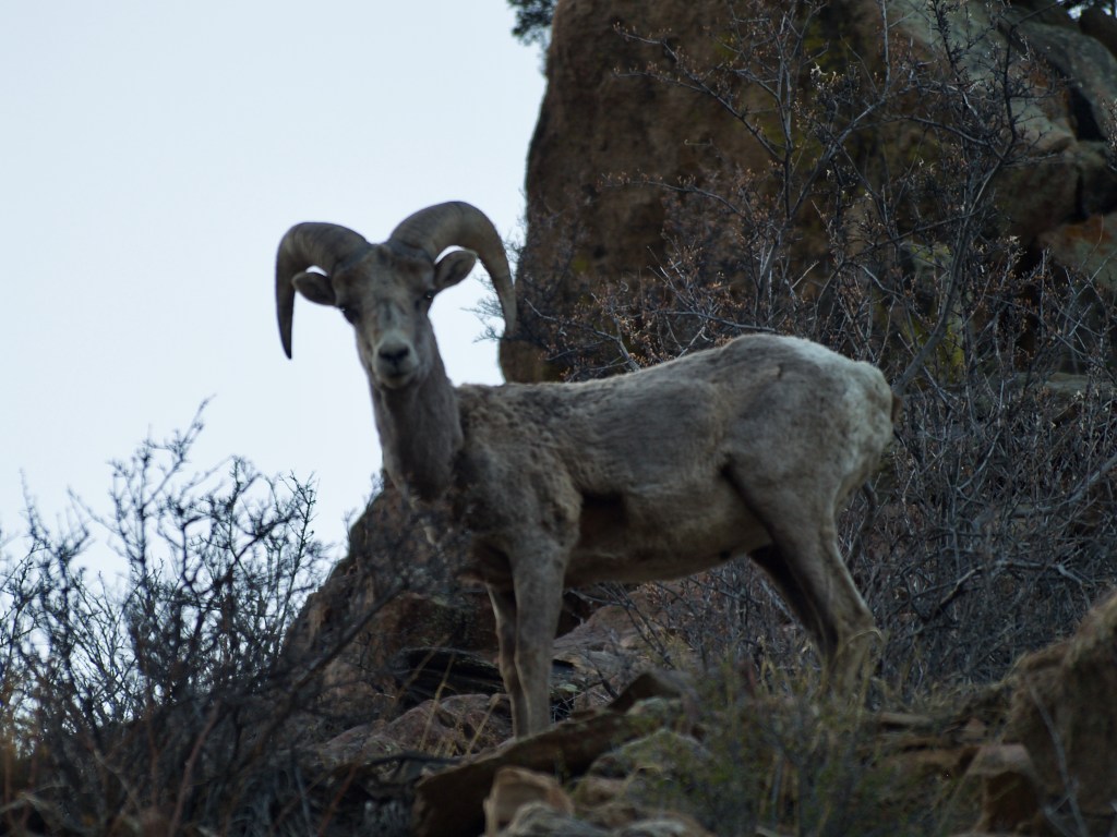 Bighorn Sheep at Hardscrabble Pass | 13 April,&nbsp;2024