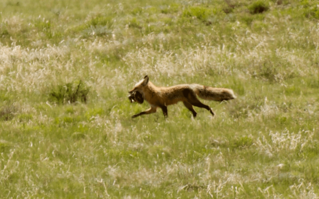 This Red Fox Caught a Snake near La Veta | 1 June,&nbsp;2024