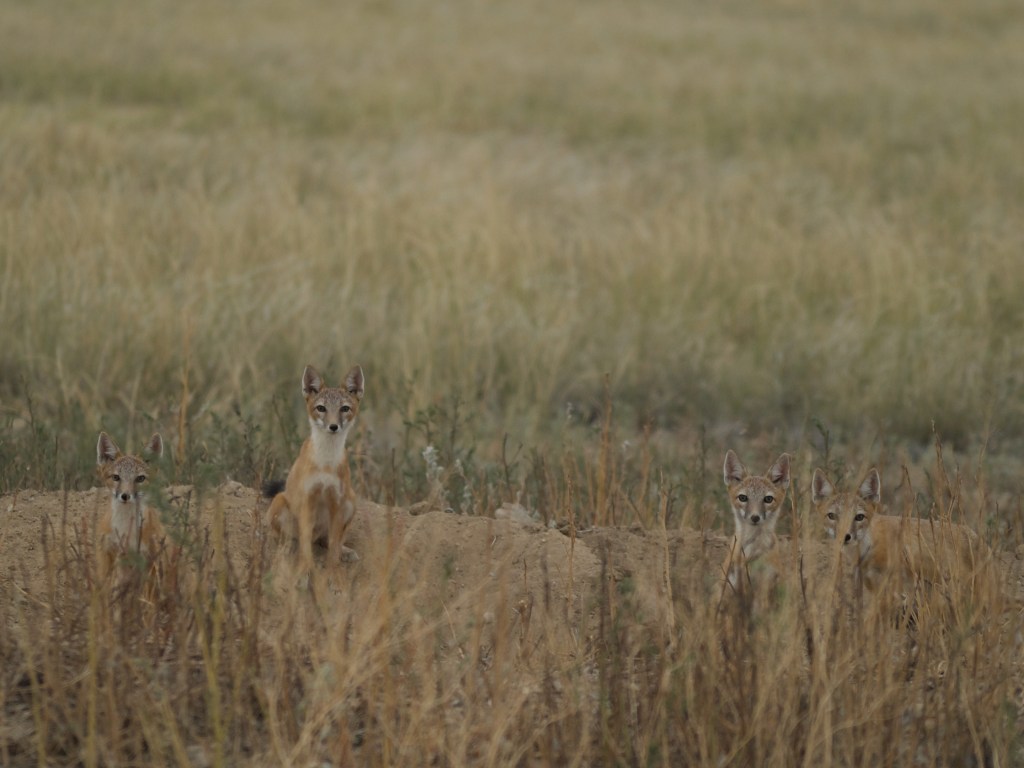 Swift Fox Family | 8 August&nbsp;2024