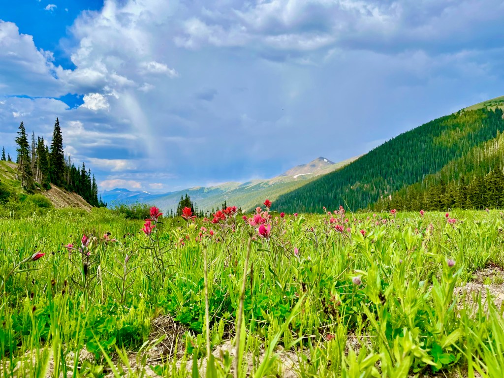 Wildflowers at Berthoud Pass | July,&nbsp;2024