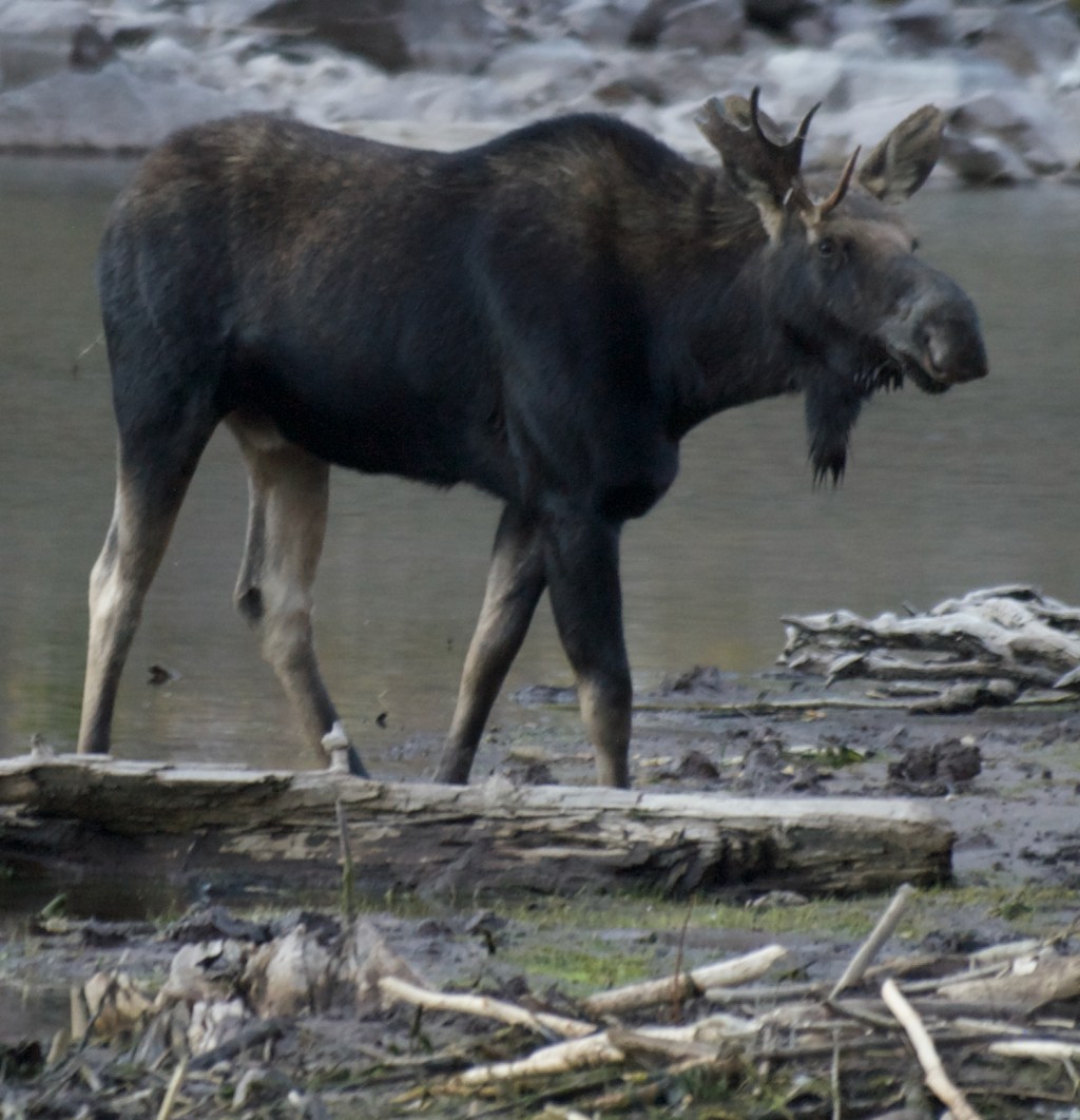 Moose at Maroon&nbsp;Bells