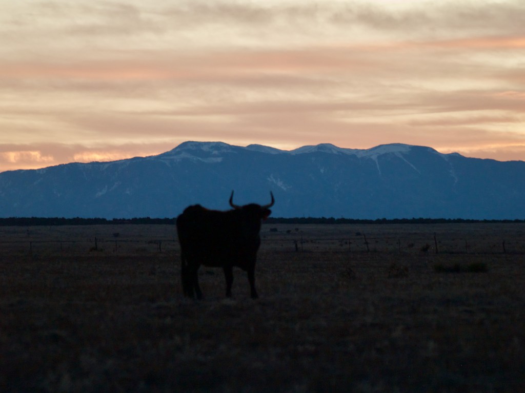 Cattle on the Range | 23 February&nbsp;2025