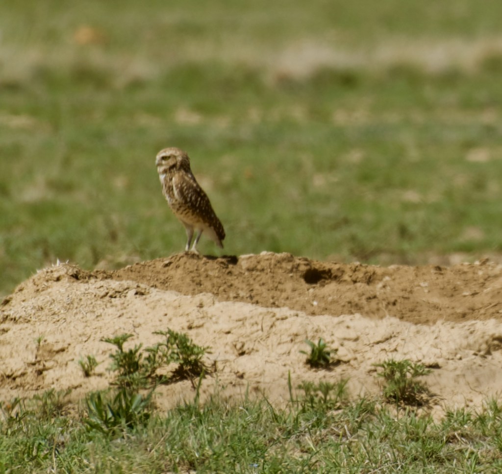 Burrowing Owl | 13 May&nbsp;2025