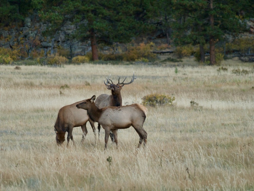 Elk and Bison | Fall&nbsp;2024