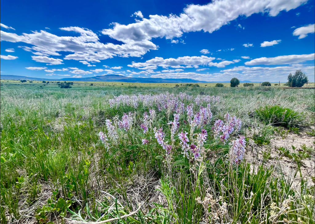 Spring on the Prairie | 16 May&nbsp;2025