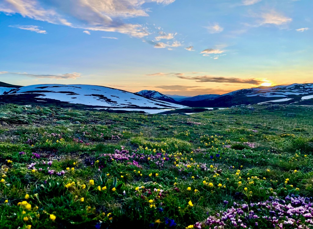 Spring at Independence Pass | 15 June&nbsp;2025